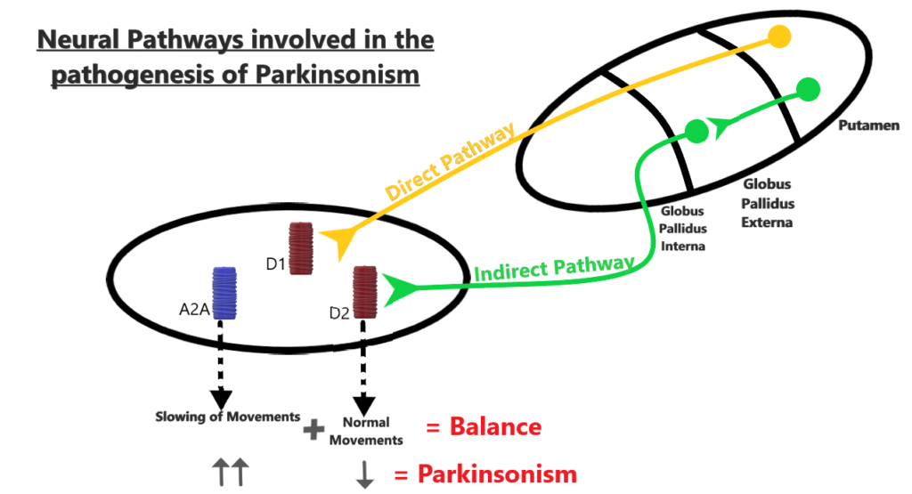 Neural pathways in the pathogenesis of parkinsonism