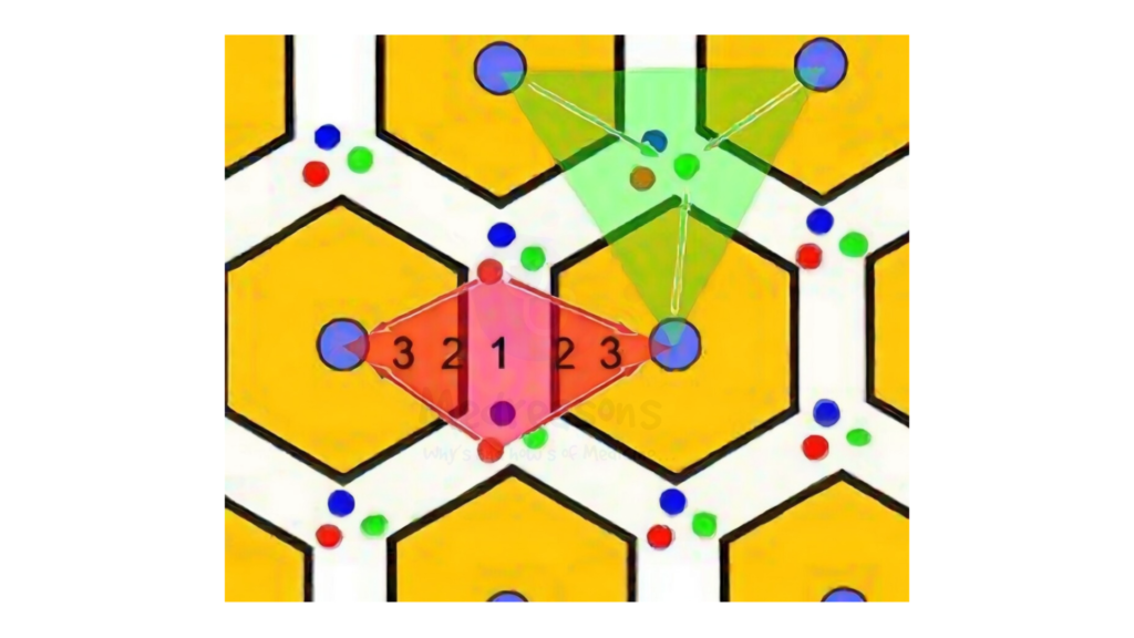 Zones of Liver schematic